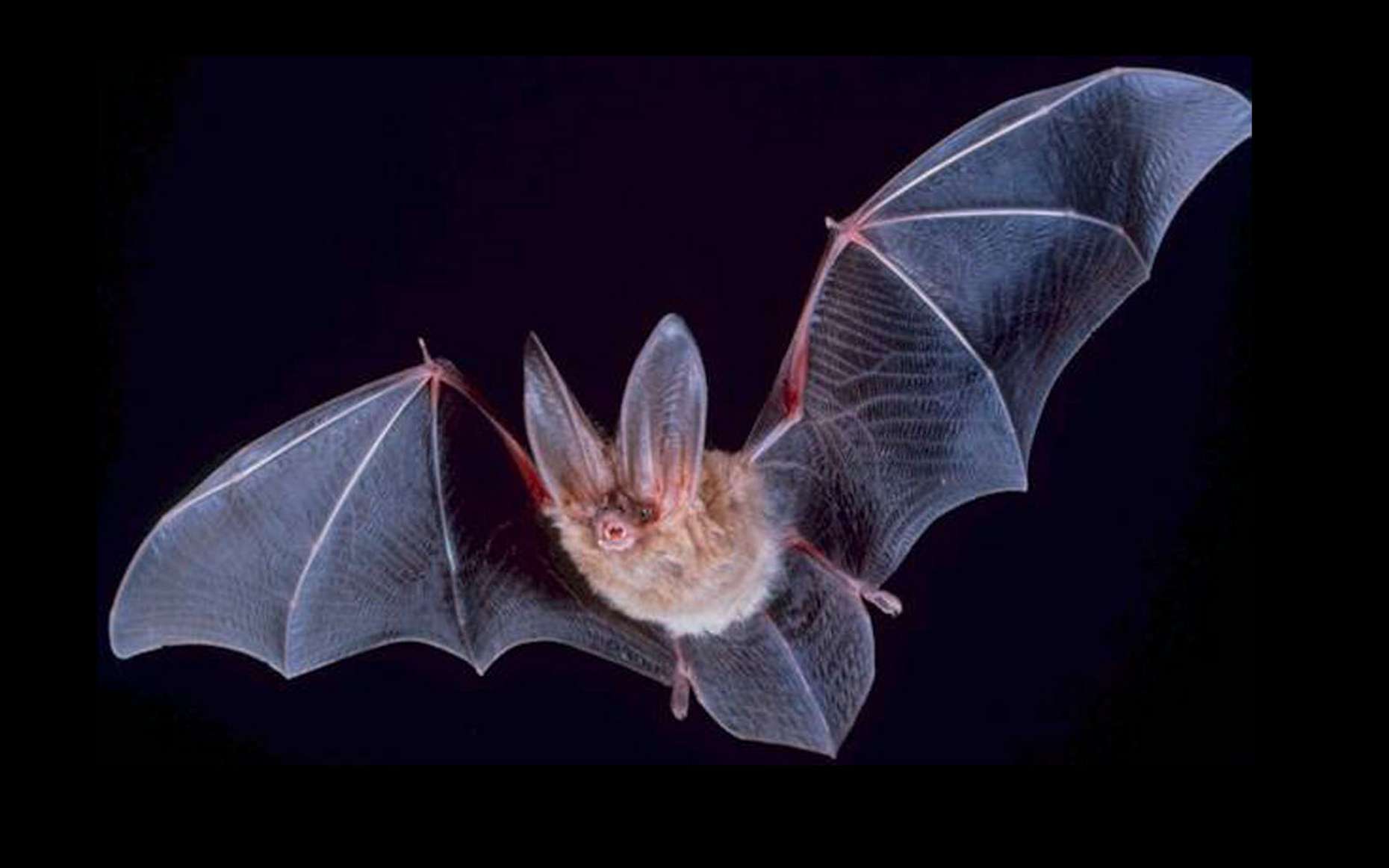 NE PAS TUÉ UNE/DES CHAUVE-SOURIS
