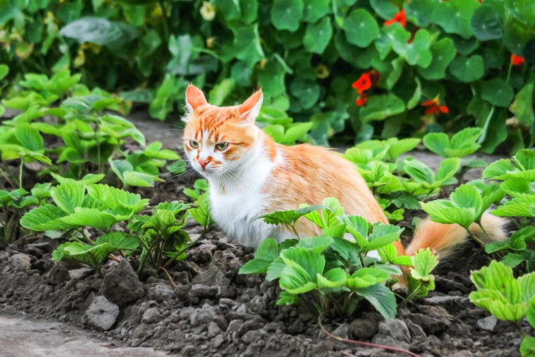 Le chat du voisin